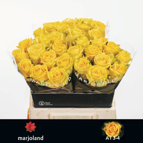 Роза од. Пенни Лэйн 40, шт.