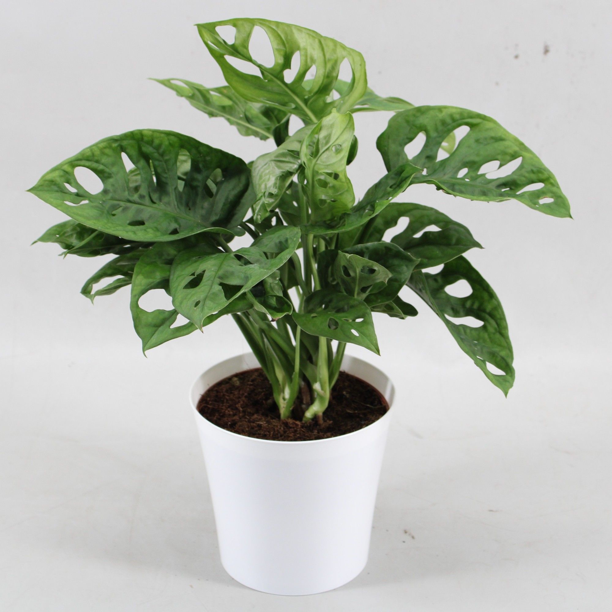 Monstera Monkey Leaf in Linge pot wit, D 12,5