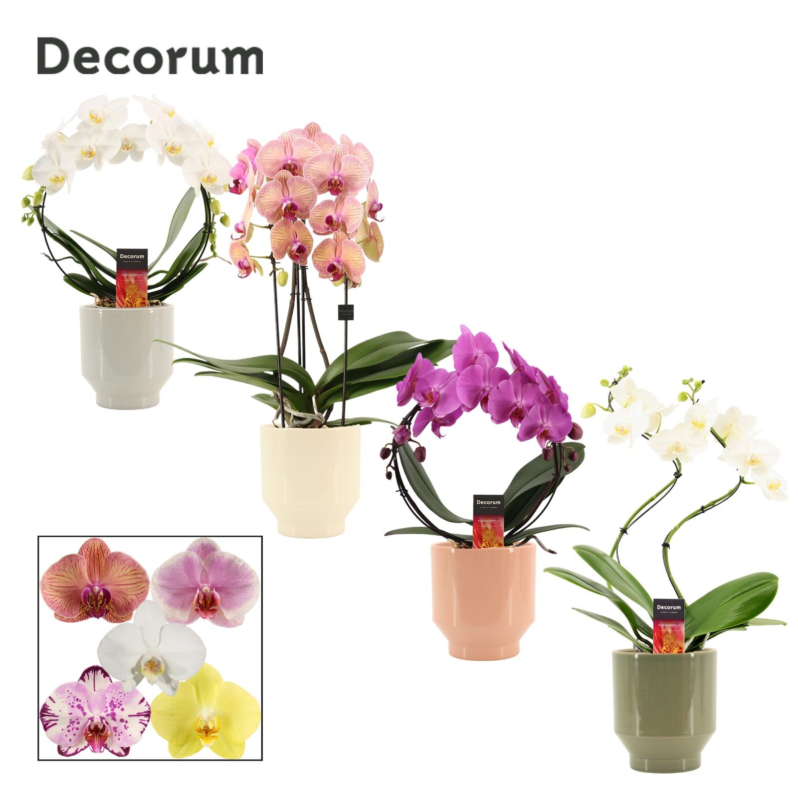 Phalaenopsis vormen mix 2 tak in Pato (Deco-collection), D 12 cm