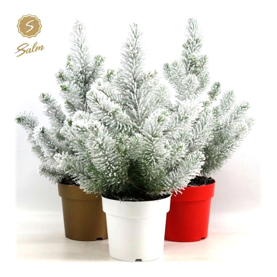 Pinus pinea 'Silver Crest' P17 in Pot Colour + Snow, D 17 cm