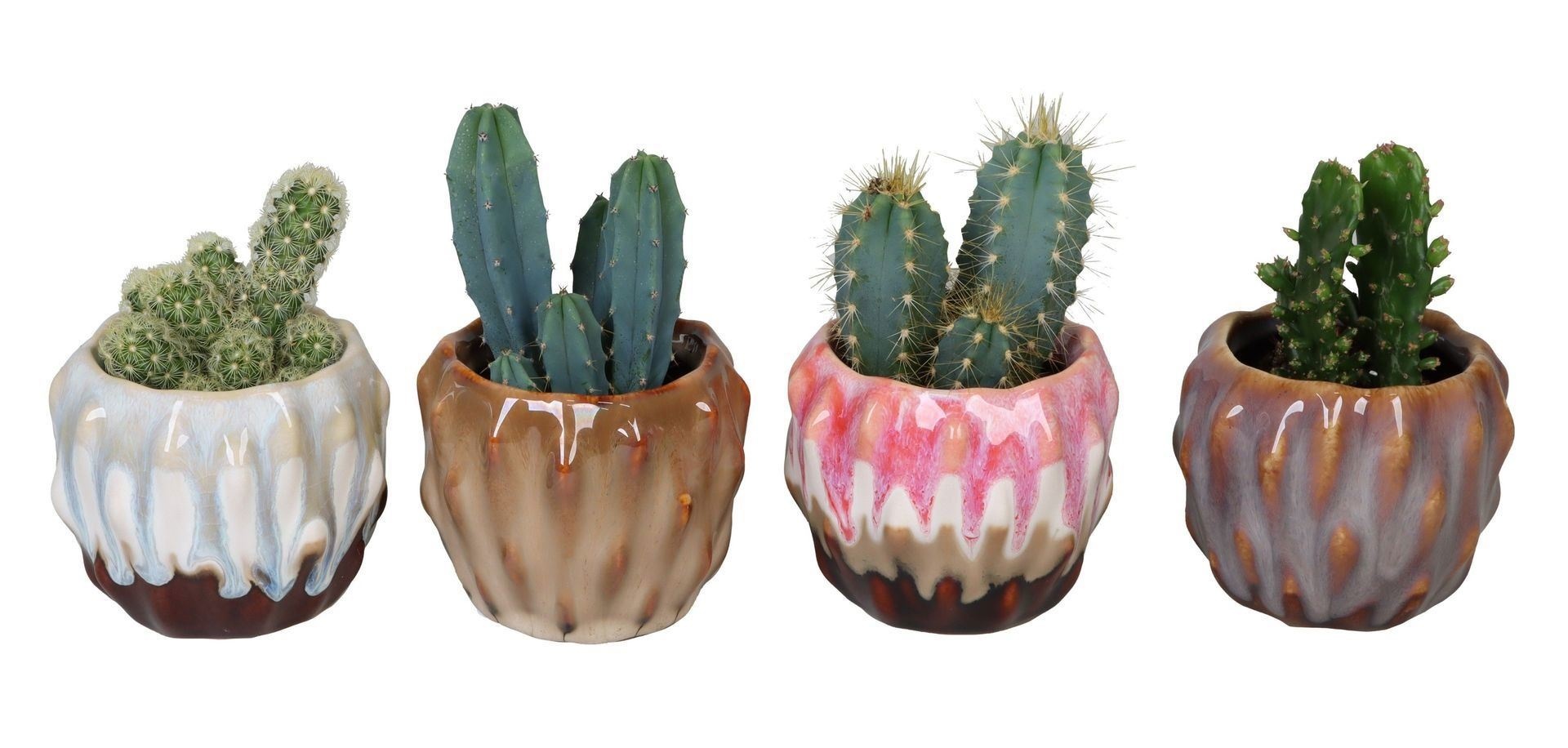 L 67155 With Cactus Mix 6 cm, D 6