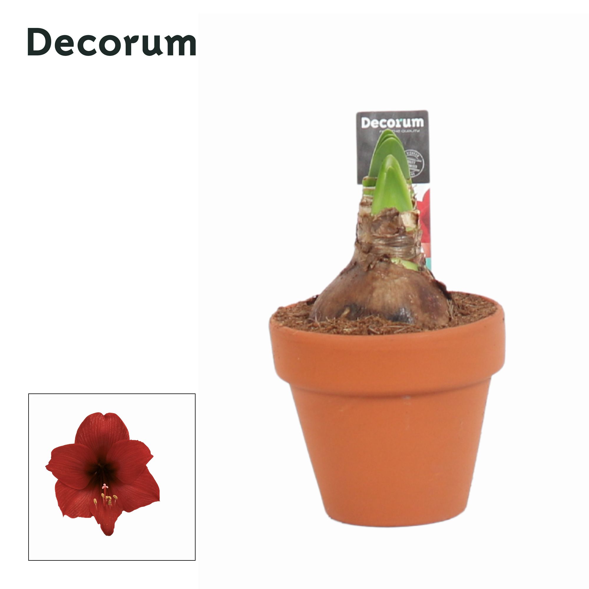 Amaryllis Kolibri Top Choice 2 Knop Terracotta OP (Decorum), D 9 cm