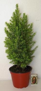 PICEA GLAUCA 'PERFECTA', D 13 cm