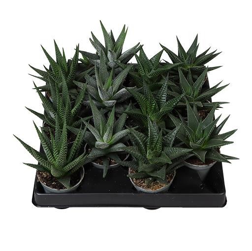 HAWORTHIA ATTENUATA 'MIX', D 6 cm