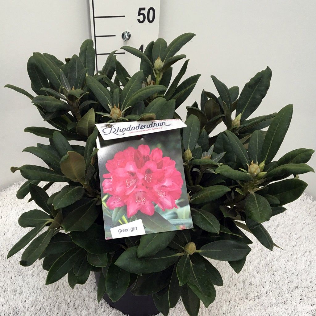 Rhodo. (Y) 'Sneezy', D 29
