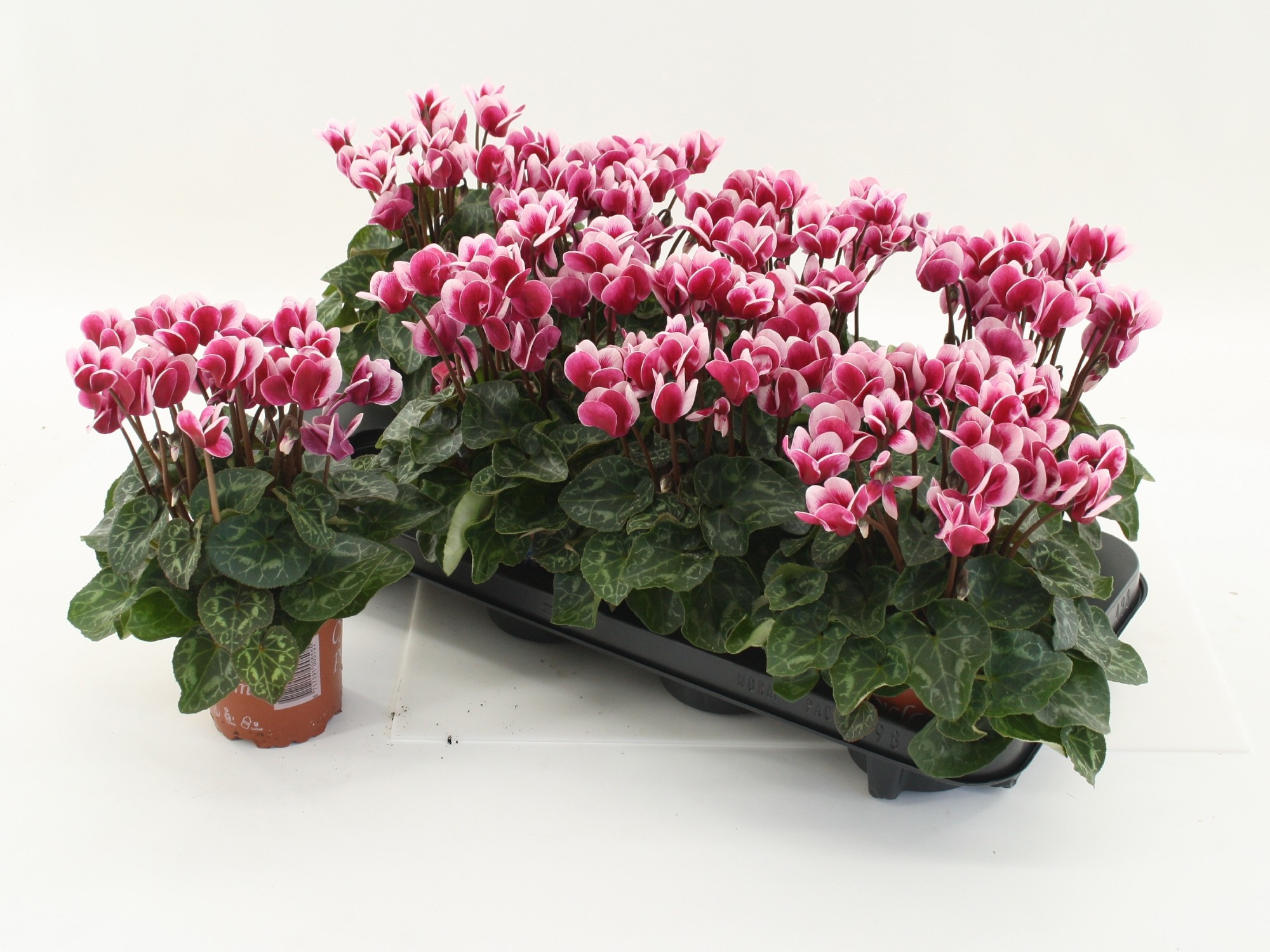 Cyclamen Goblet Red, D 10,5 cm Cyclamen Goblet Red, D 10,5 cm