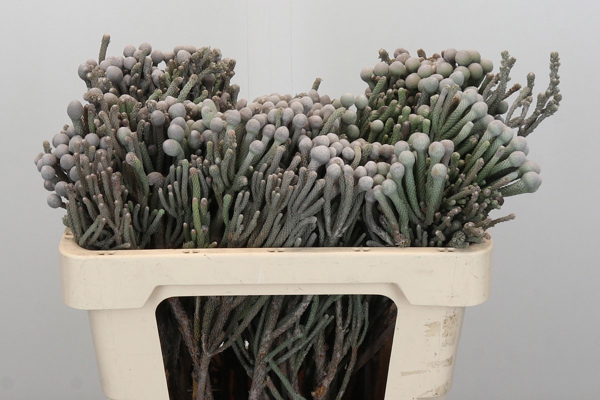 Бруния Лаевис 50 (сер.), шт.