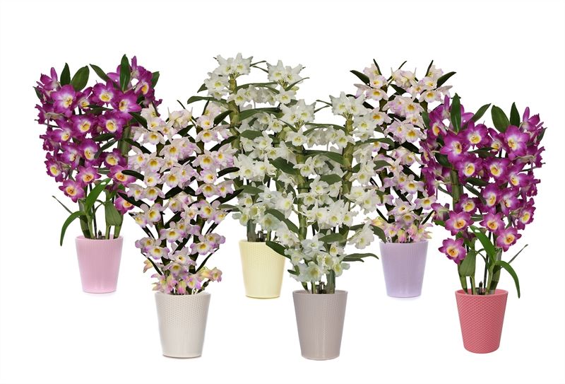 Zoe p12 dots mix Dendr Nobile mix 2T14+tros, D 12 cm