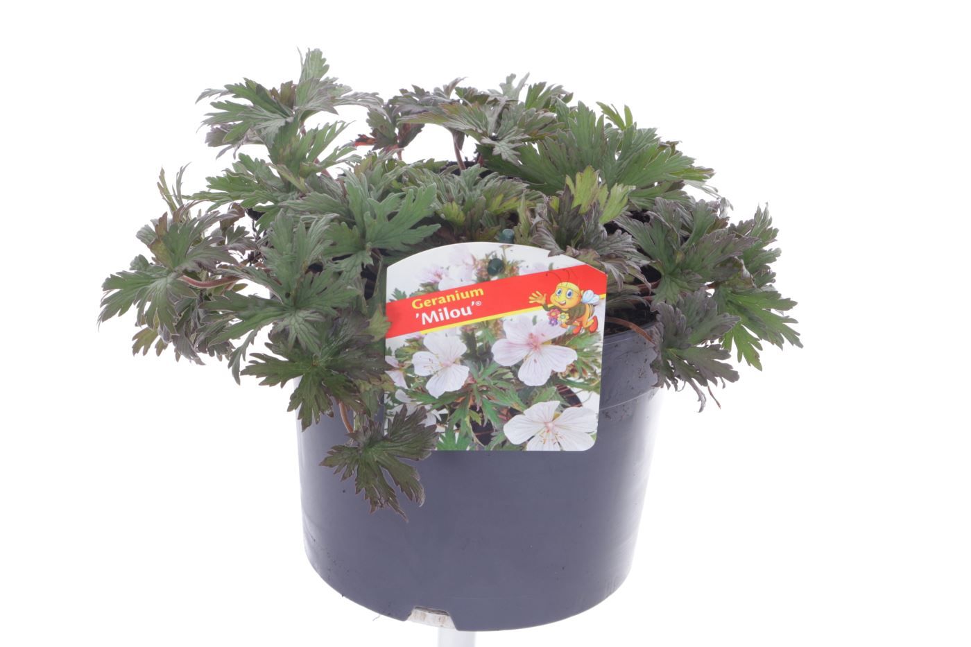 Geranium milou, D 17