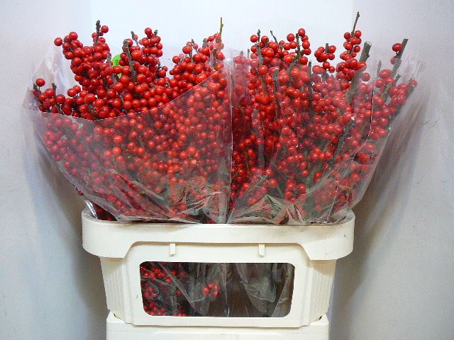 Илекс Красные ягоды 80, шт.