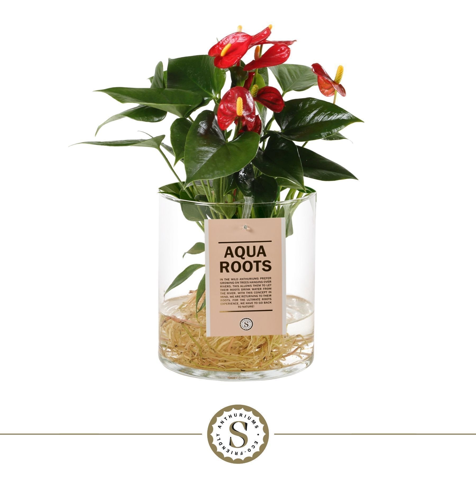 Aqua Roots Cilinder Straight - Red, D 12