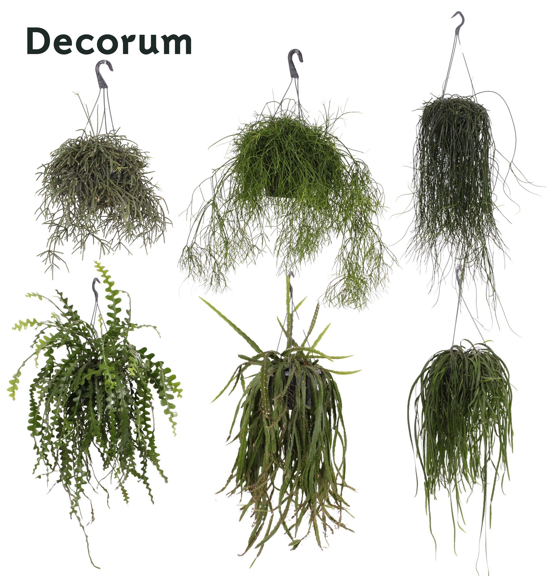 Rhipsalis gemengd 21 cm, D 21