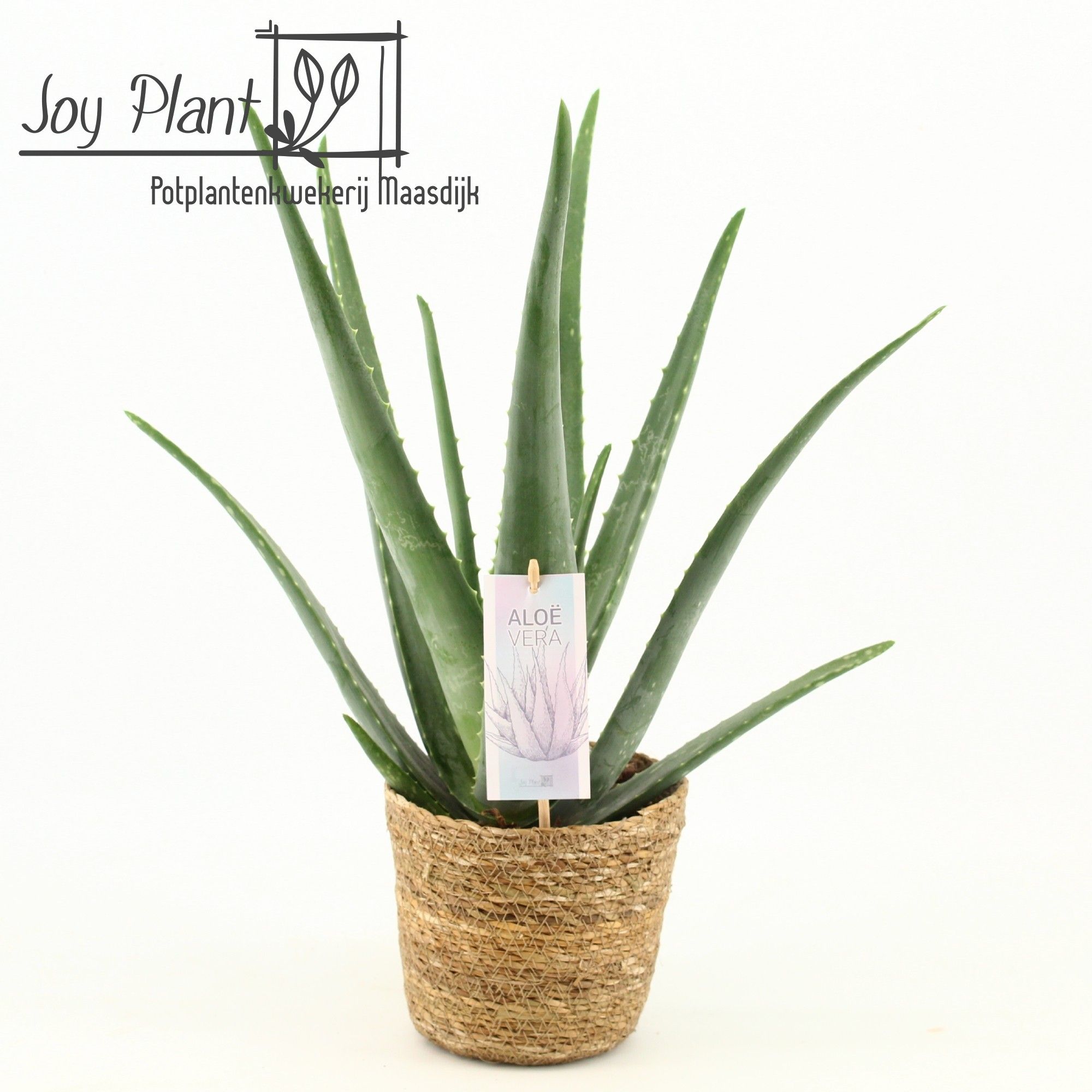 Aloe Vera P14 in Mand Seagrass, D 15