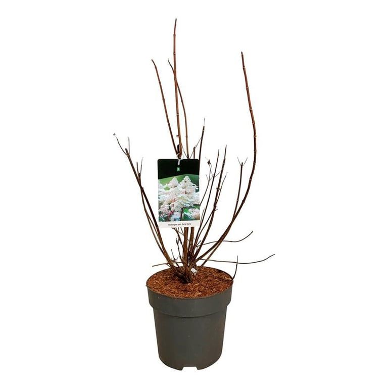 Hydrangea pan. Early Harry, D 32