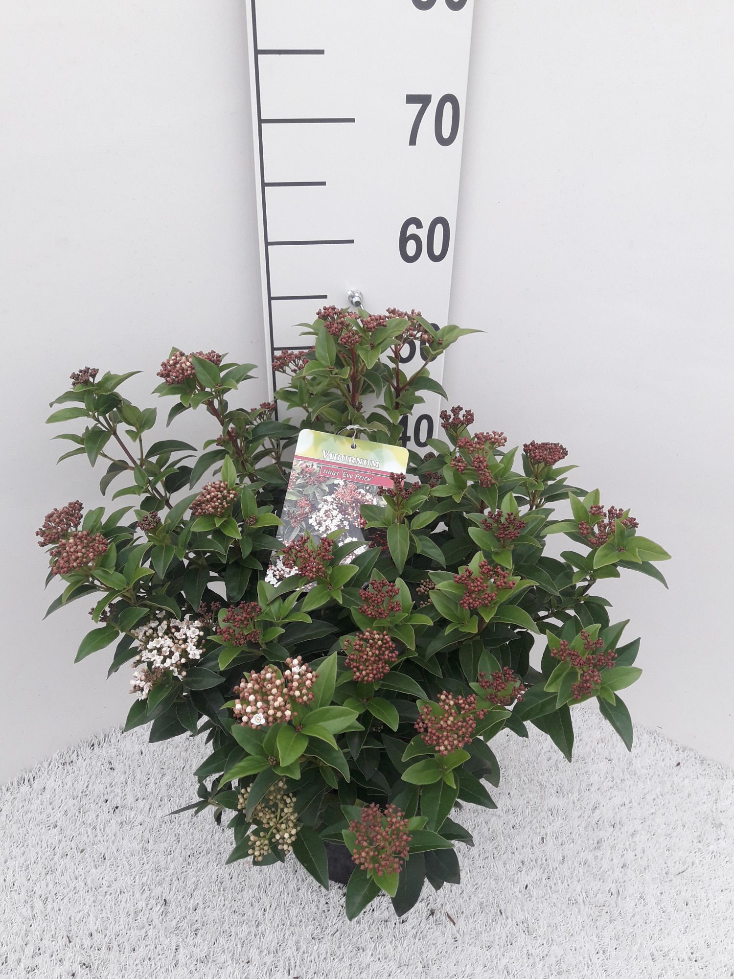 Viburnum tinus 'Eve Price', D 21 cm
