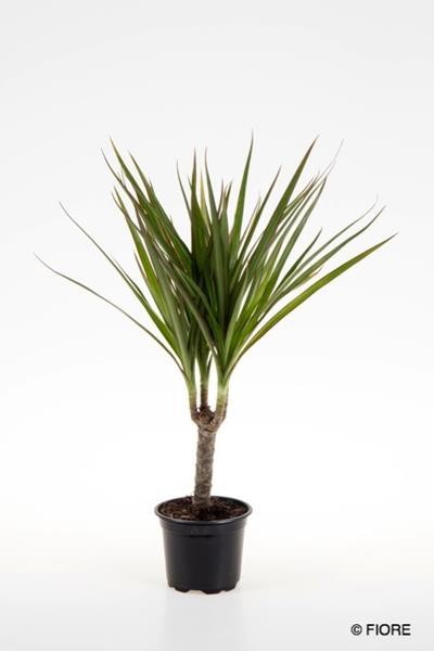 DRACAENA MARGINATA, D 9 cm