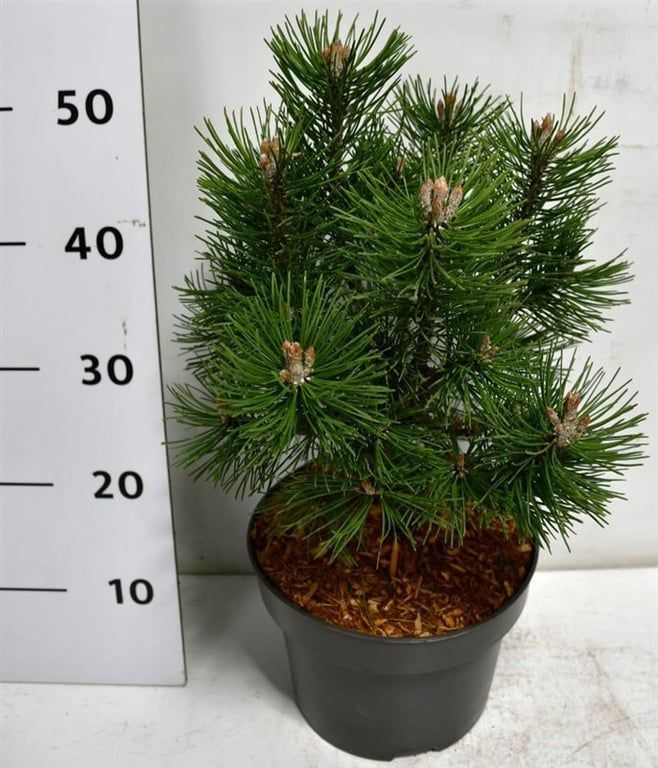 Pinus mugo 'Columbo', D 23