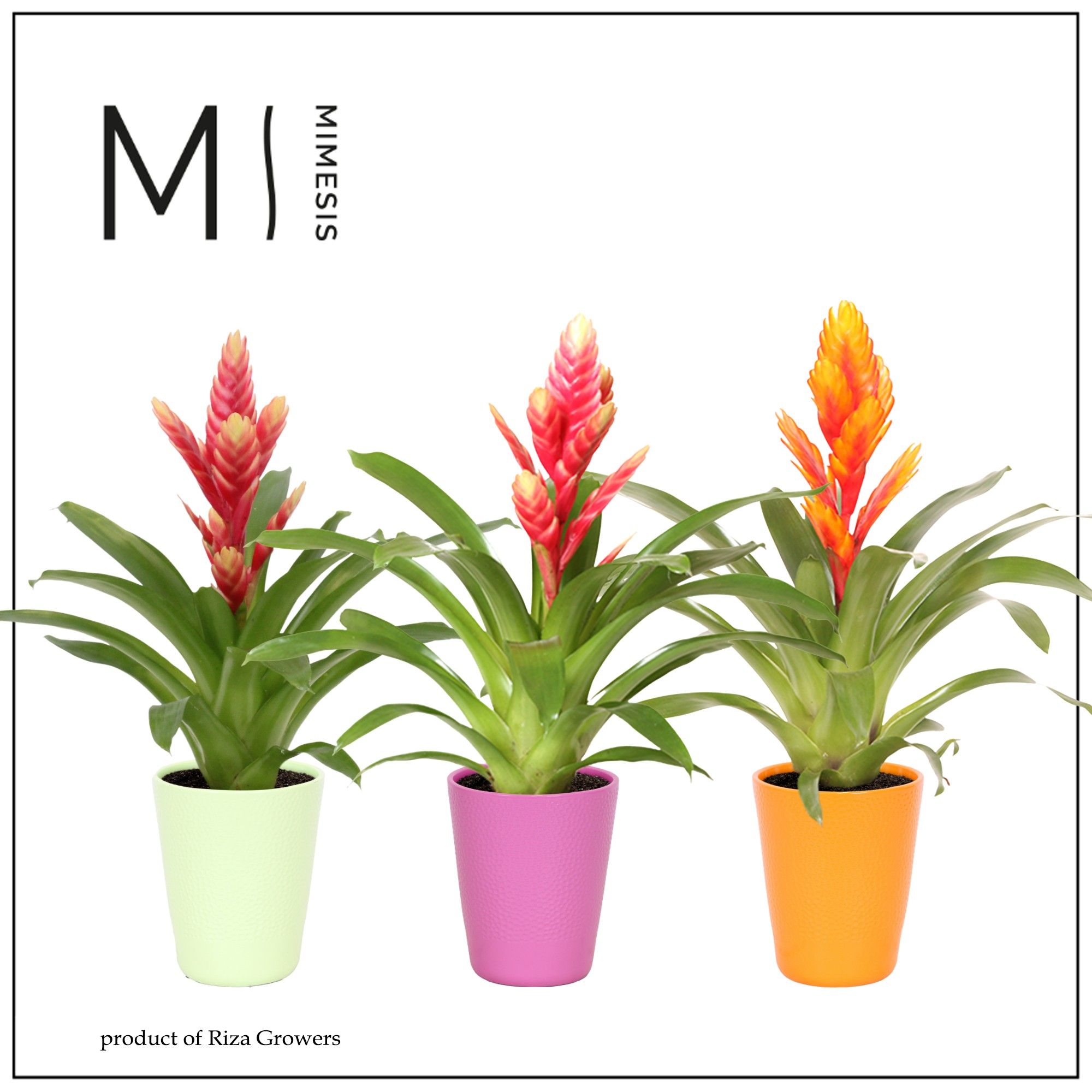 Vriesea Cupcake - 13cm in Florence | Mimesis, D 12