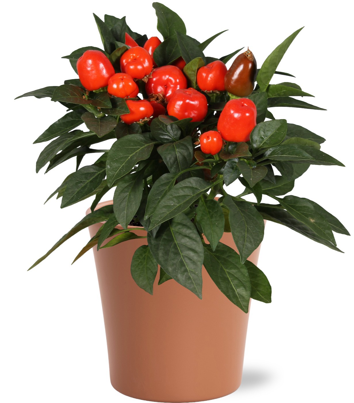 Capsicum Samba in keramiek "Bombé" Oranje, D 13 cm Capsicum Samba in keramiek "Bombé" Oranje, D 13 cm