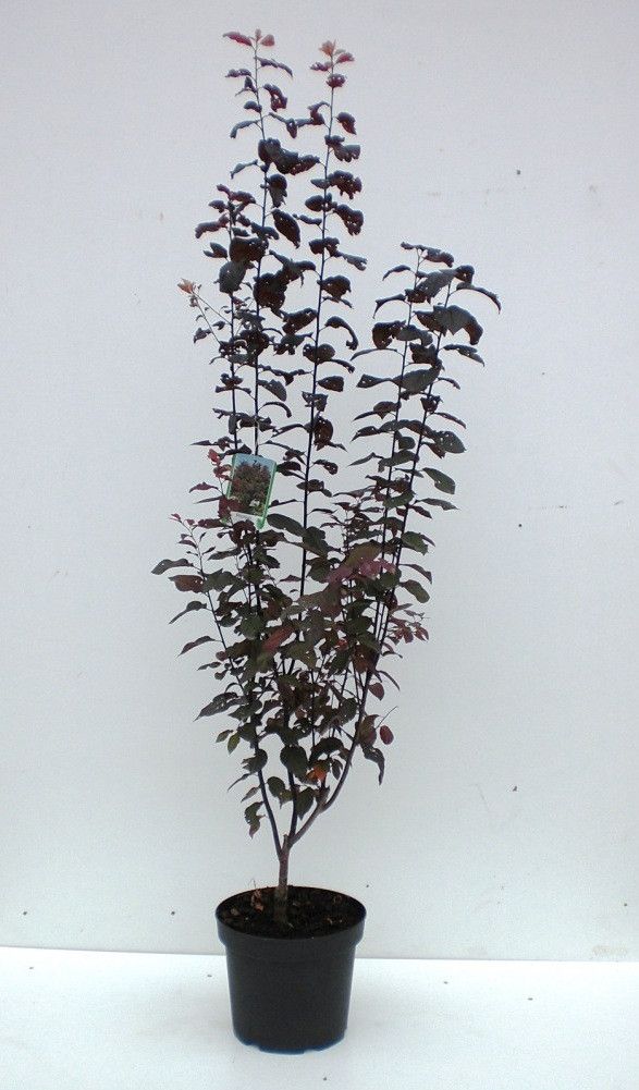 Prunus cerasifera Nigra, D 23