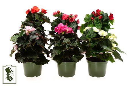 BEGONIA ELATIOR-HYBRID, D 12