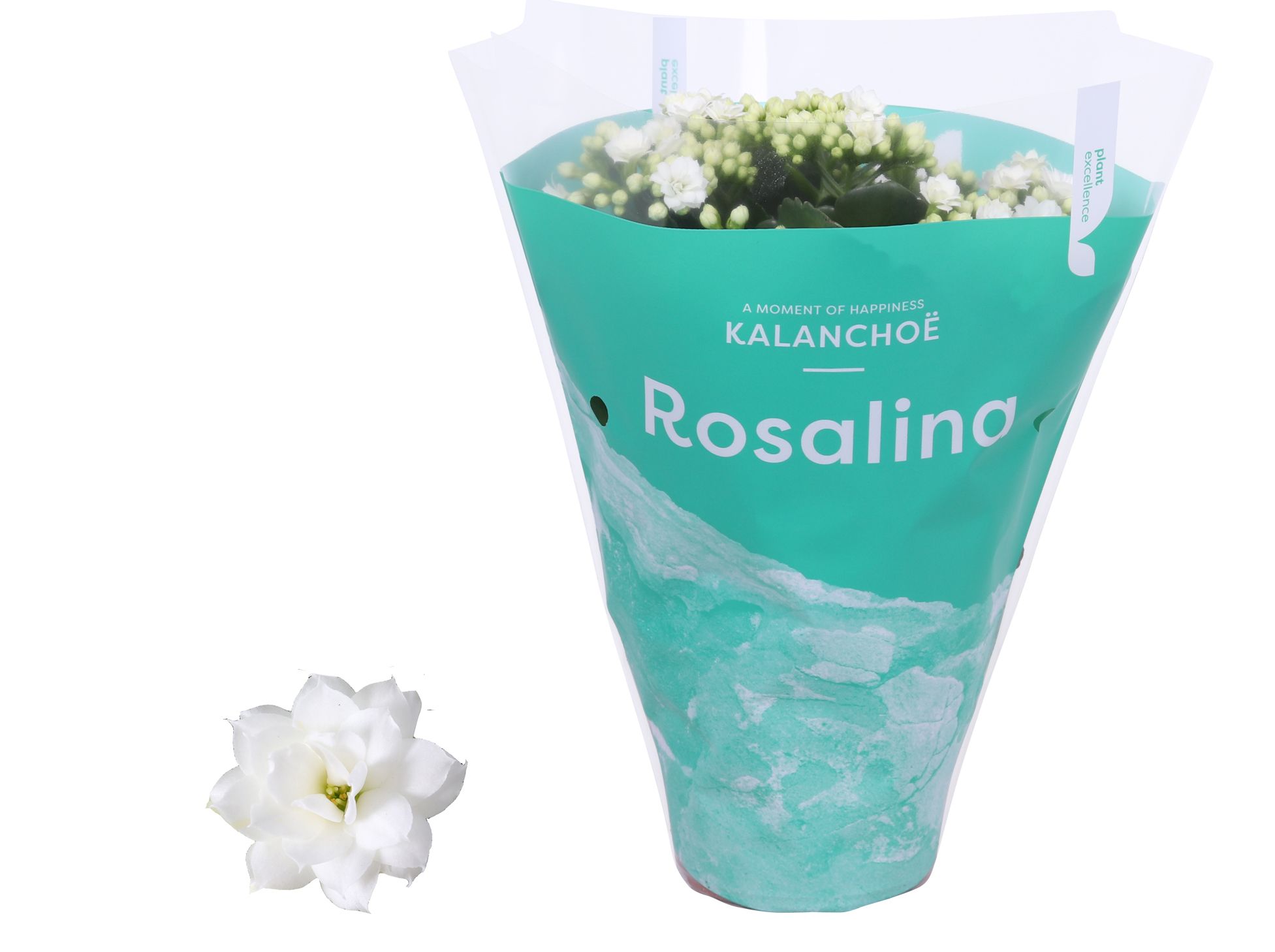 Kalanchoe Rosalina 12cm TST Don Dione, Groene hoes, D 12 cm Kalanchoe Rosalina 12cm TST Don Dione, Groene hoes, D 12 cm