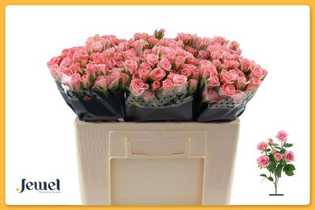 Роза куст. Одилия 50, шт.