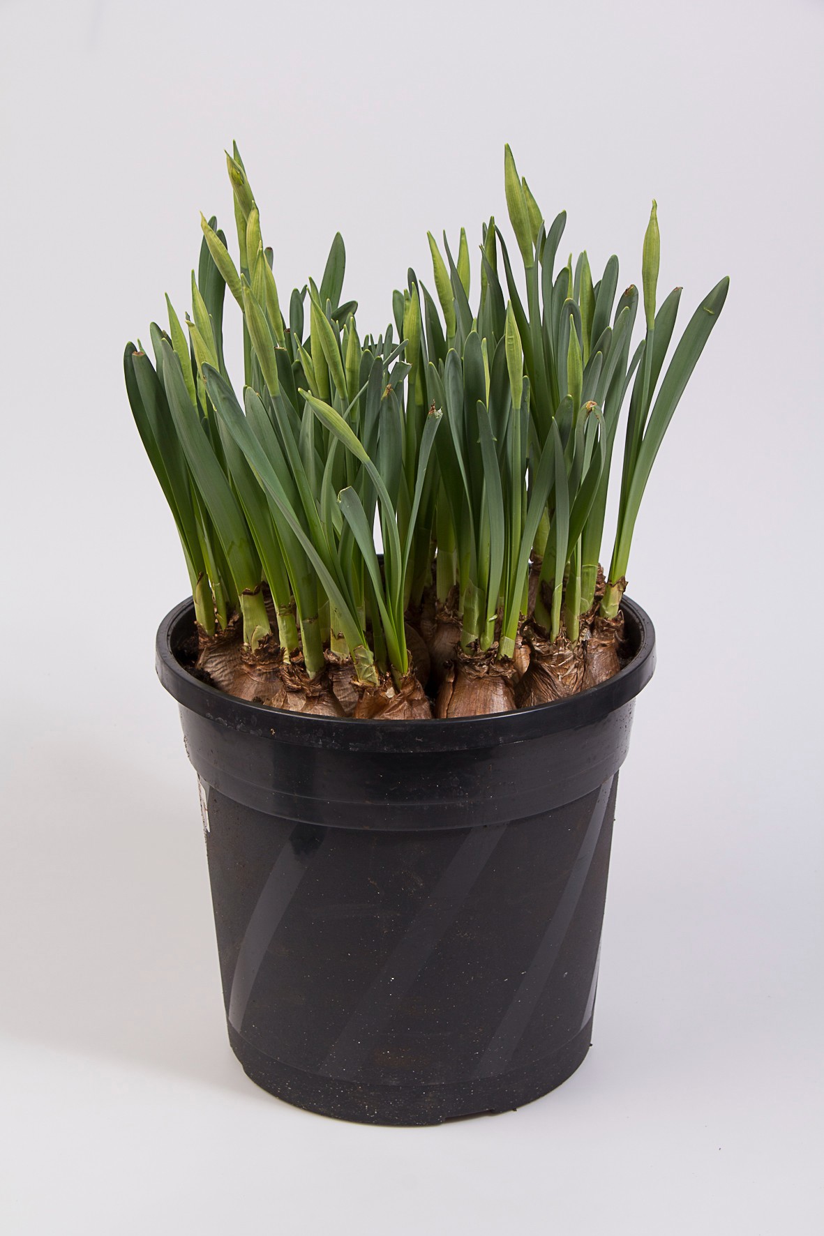 NARCISSUS INCOMPARABILIS 'Carlton', D 27