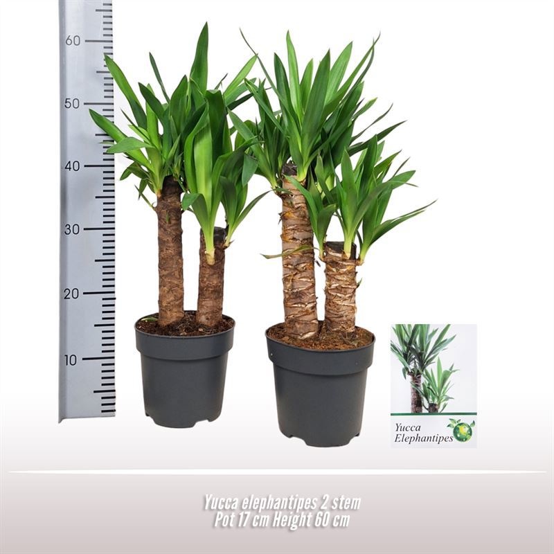 Yucca elephantipes 2 stam, D 17