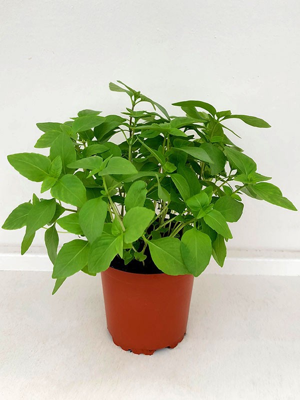 OCIMUM BASILICUM/BASILIKUM., D 11 cm