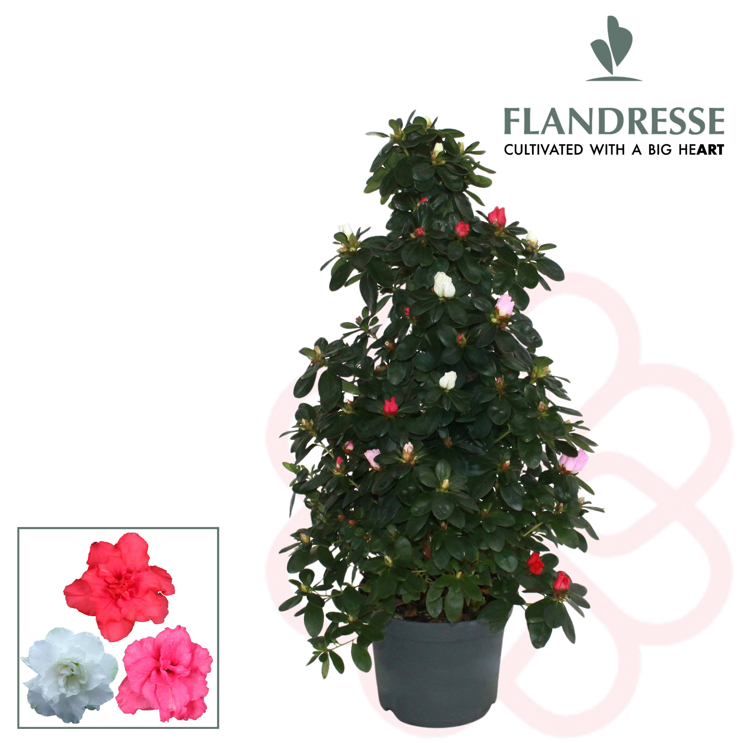 Azalea Flandresse® piramide 'carnaval' 65 cm, D 17