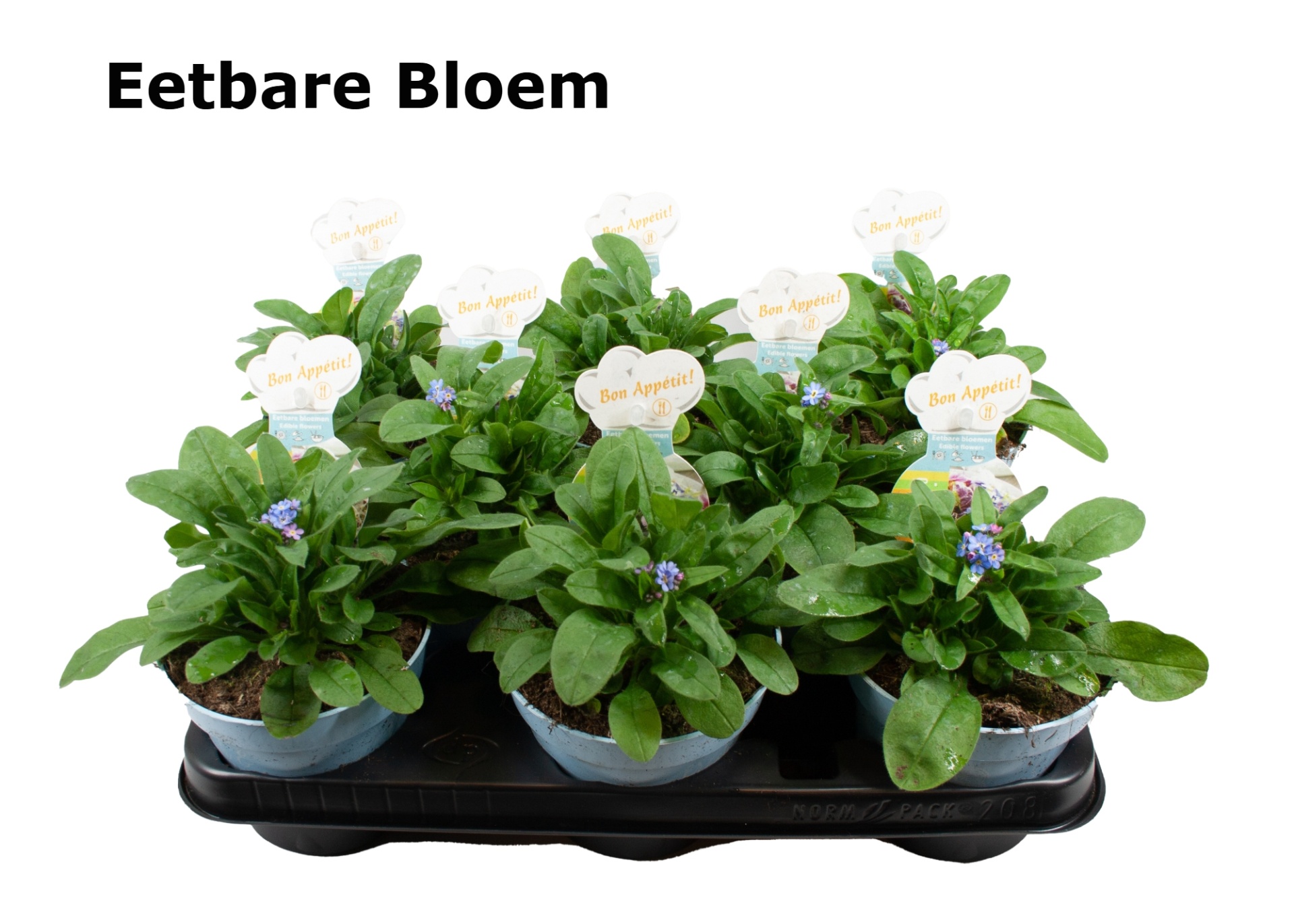 Myosotis eetbare bloem, D 12