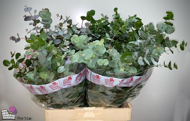 Эвкалипт Цинерея за пучок 60 (зел.), пуч.