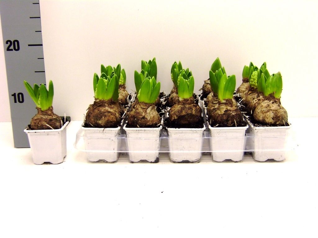 Hyacint white pearl, D 7