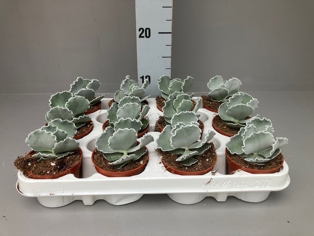 Cotyledon Undulata, D 9 cm