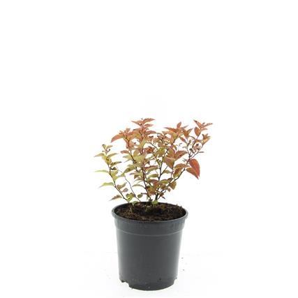 Spiraea jap. 'Firelight', D 14 cm