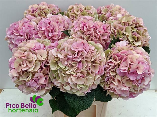 Гортензия Май Бьютифул Вена Классик 80, шт.