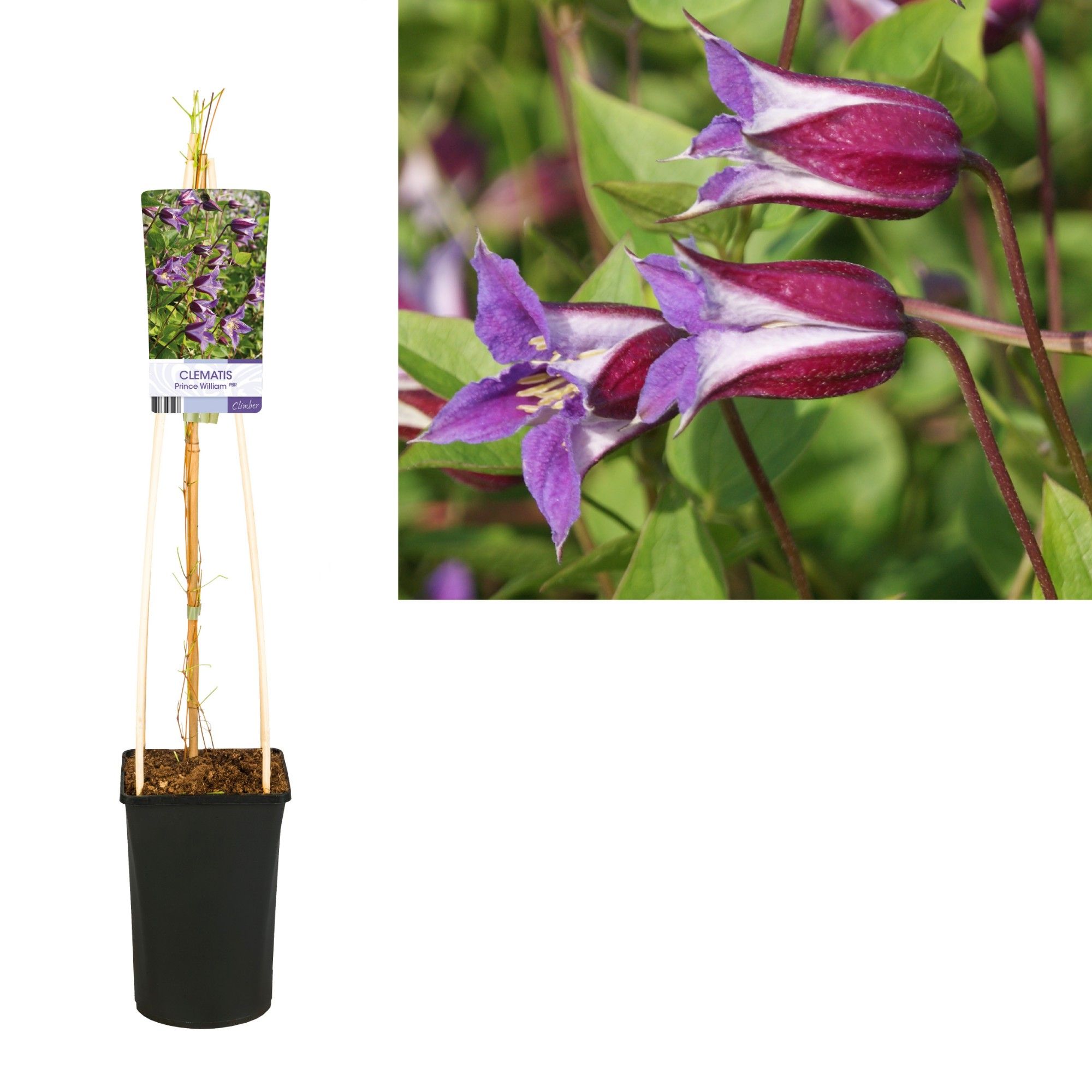 Clematis Prince William PBR +light label, D 17