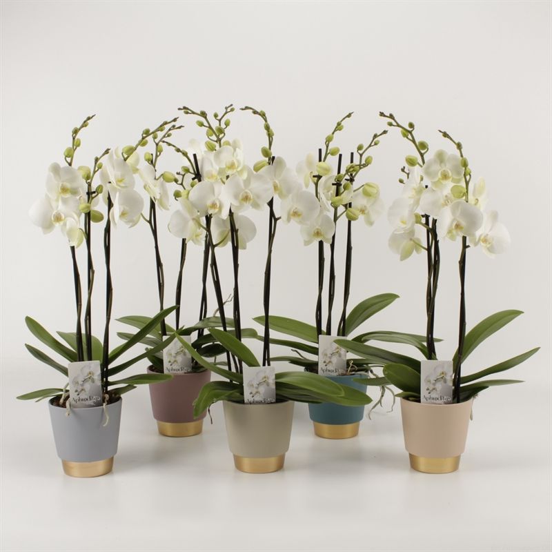 Phalaenopsis overig wit 3 tak wit in Angelina keramiek, D 12