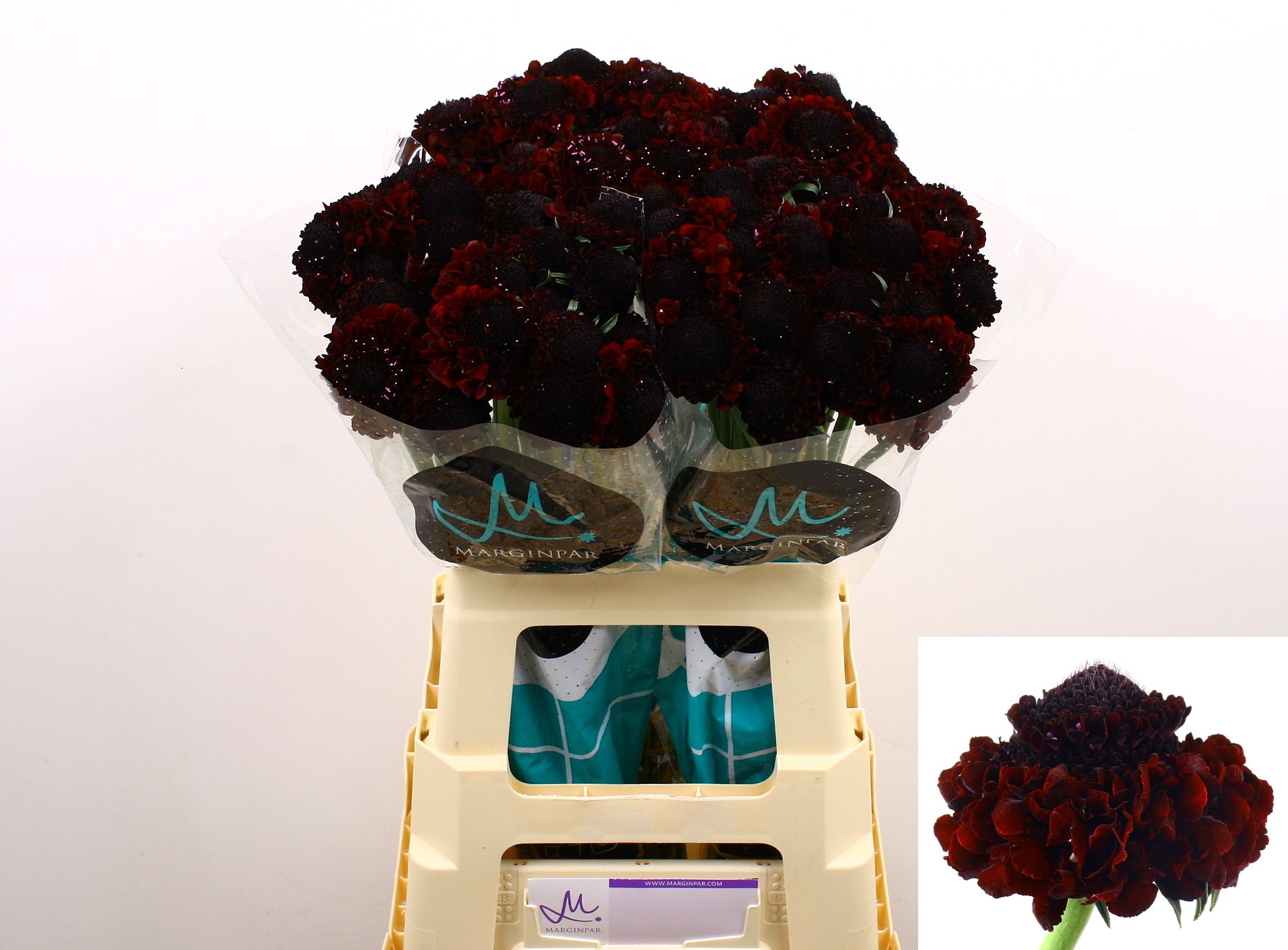 Скабиоза Бон Бон Марачино Черри Скуп 60, шт.