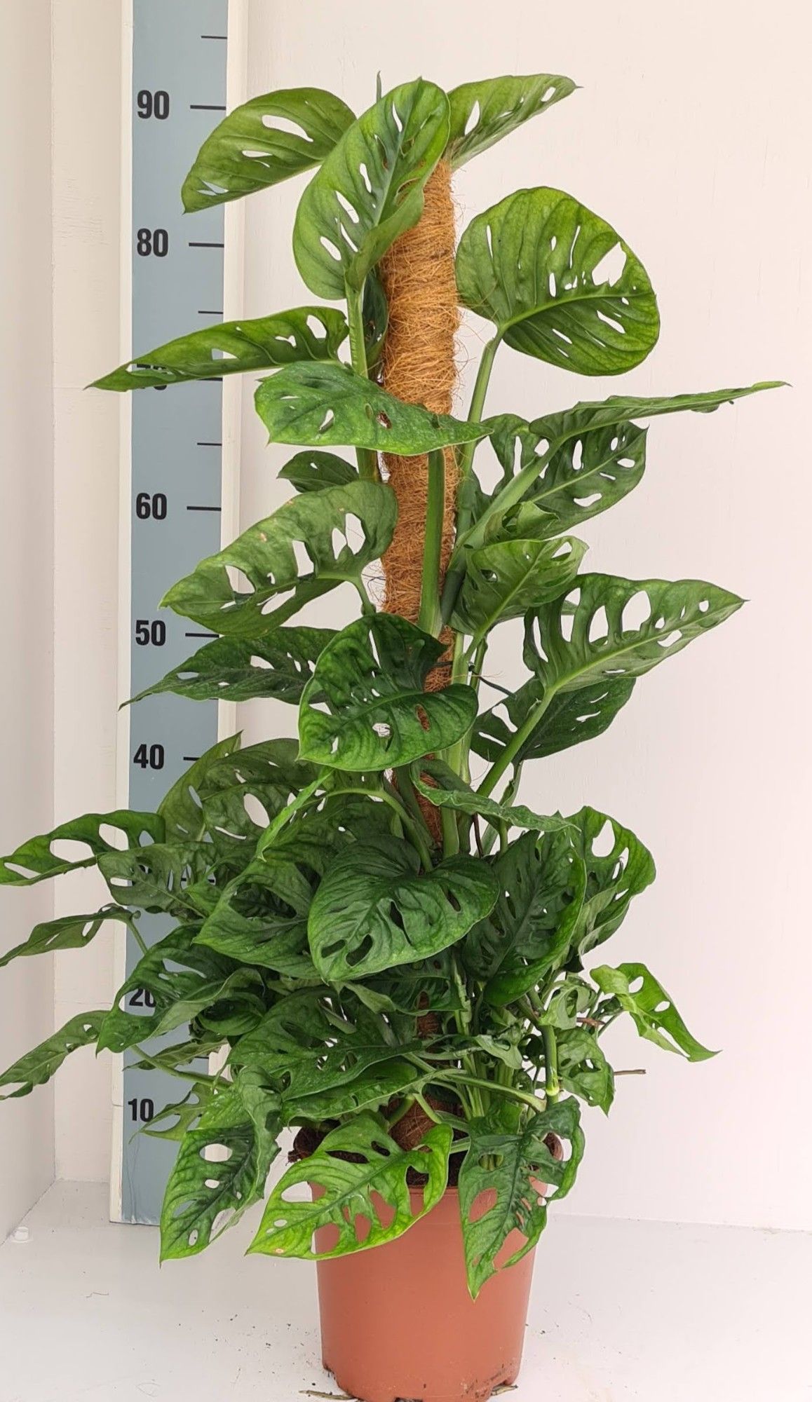 Monstera Andansonii, D 19