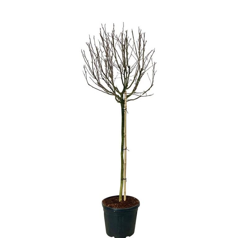 Magnolia stellata 'Rosea', D 50 cm