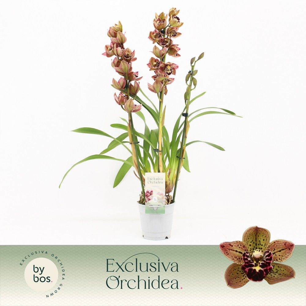 Cymbidium, Magic Bird 3-spike 'Exclusiva Orchidea', D 12
