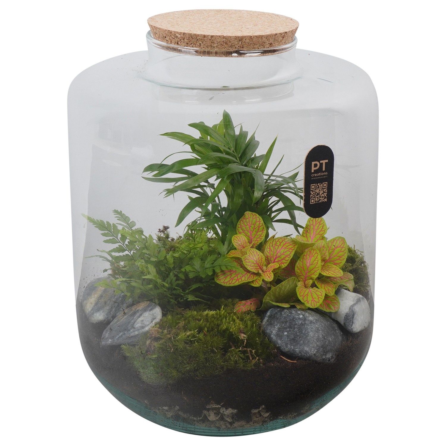 PTTER8126 Arrangement terrarium in glazen terrarium, D 22