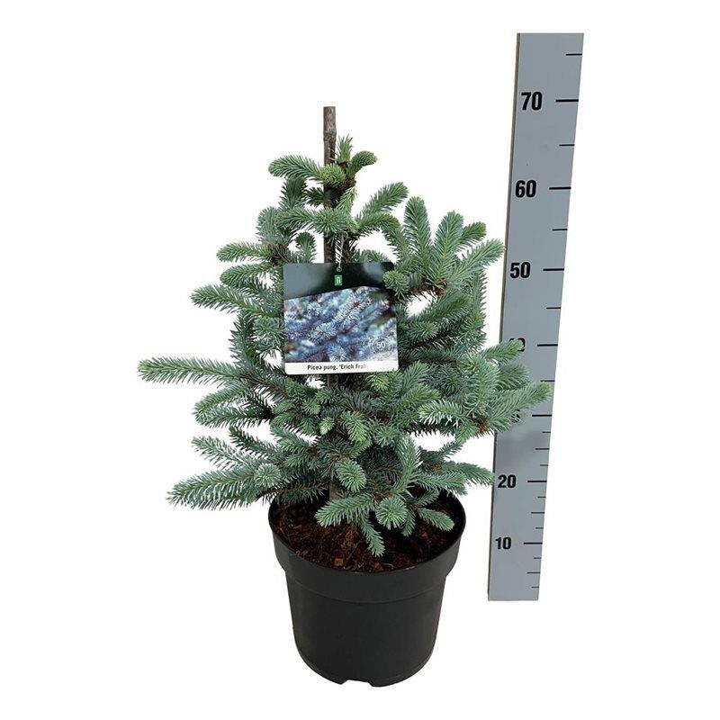 Picea pung. 'Erich Frahm', D 26