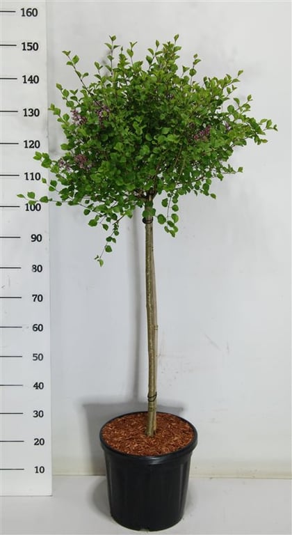 Syringa meyeri 'Palibin', D 38