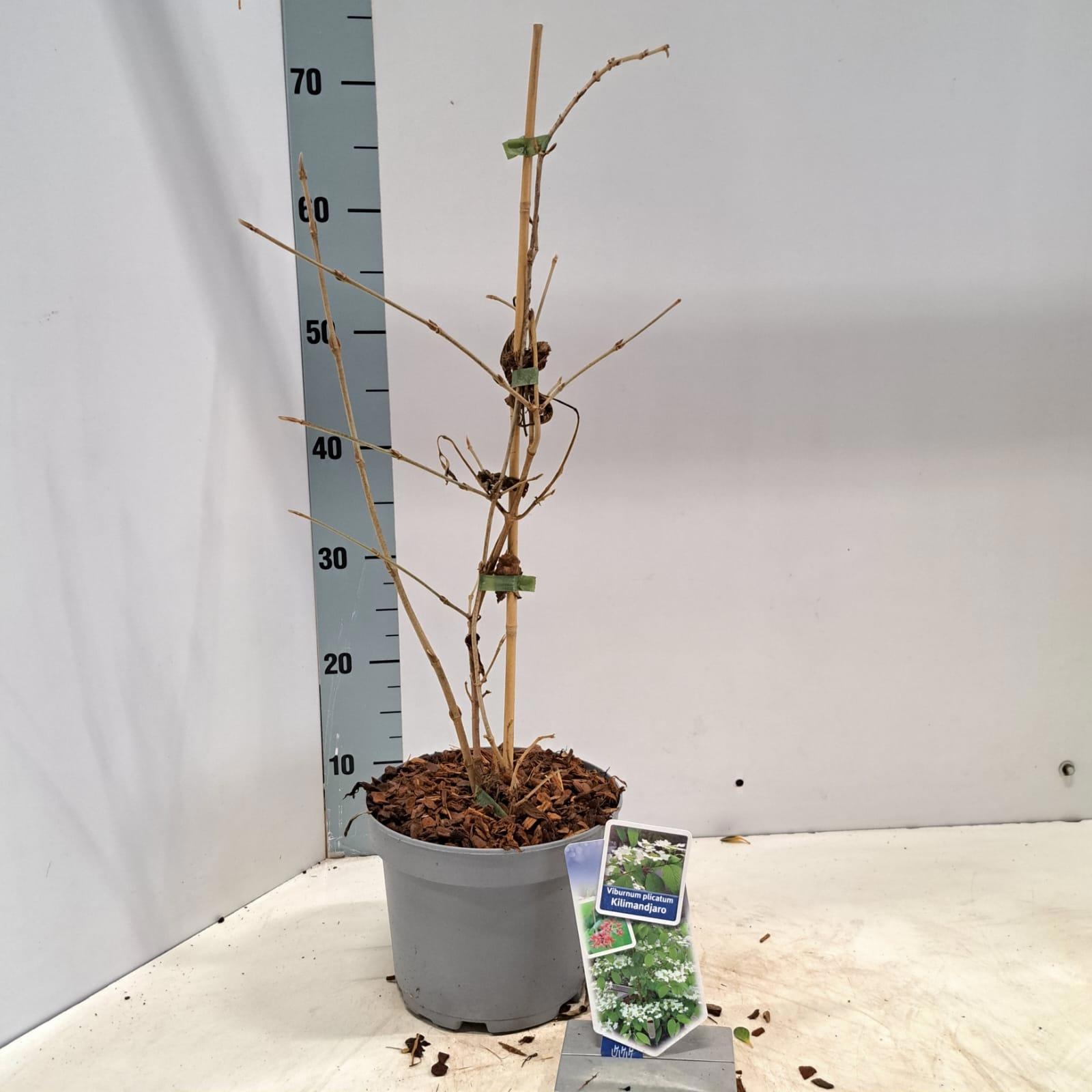 Viburnum plic. Kilimandjaro® ('JWW-1'PBR), D 19