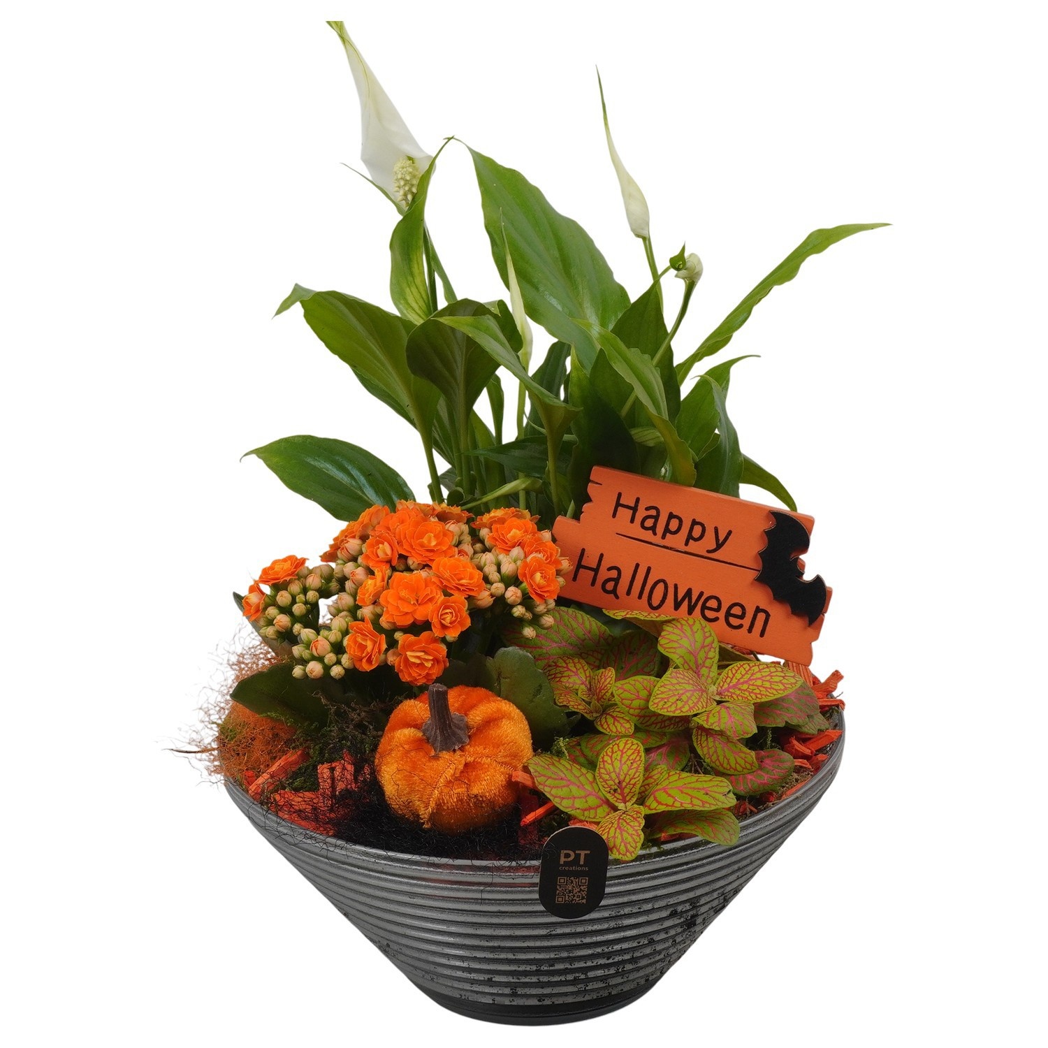 PTHL3532 Arrangement Halloween in glas schaal, D 19