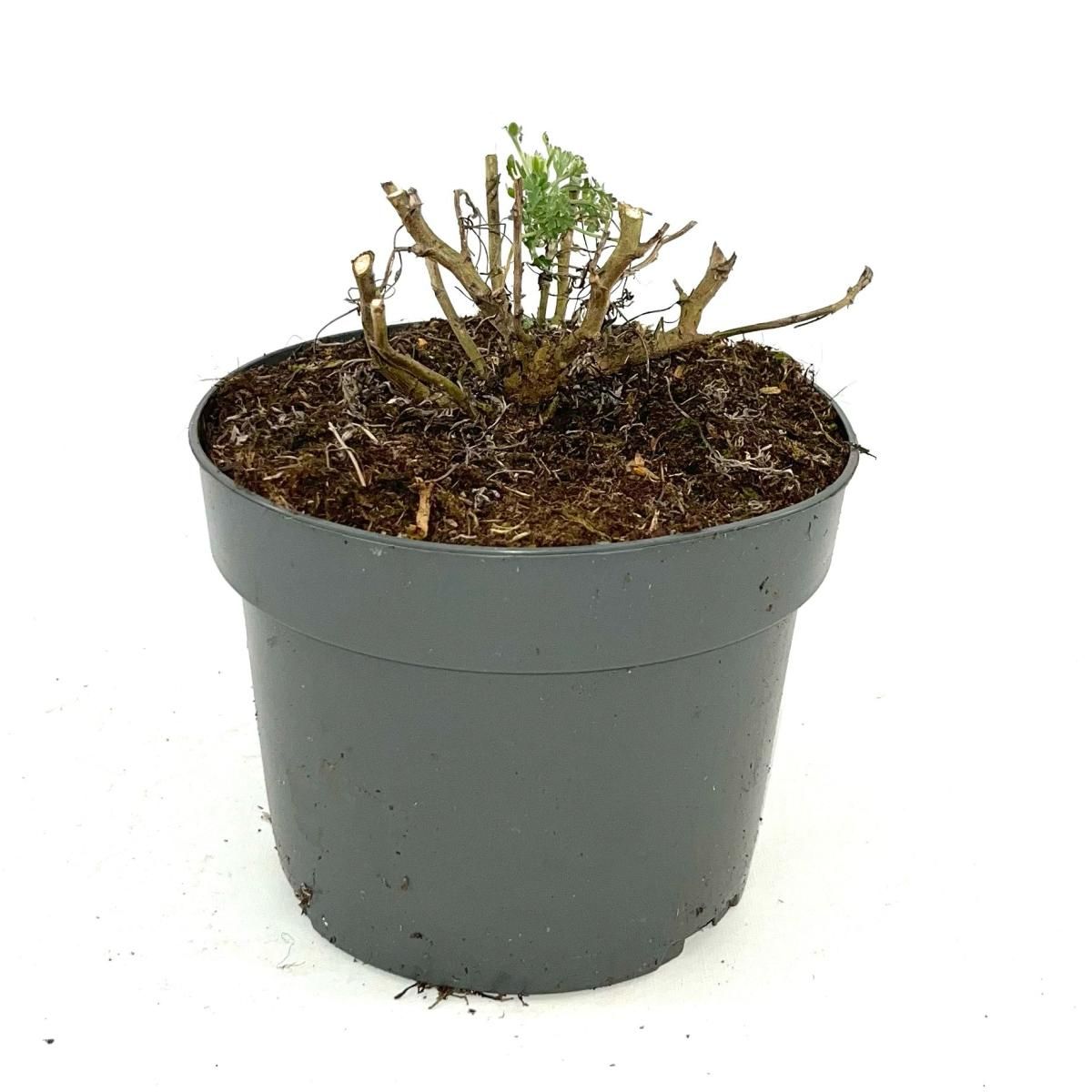 Artemisia 'Powis Castle', D 17