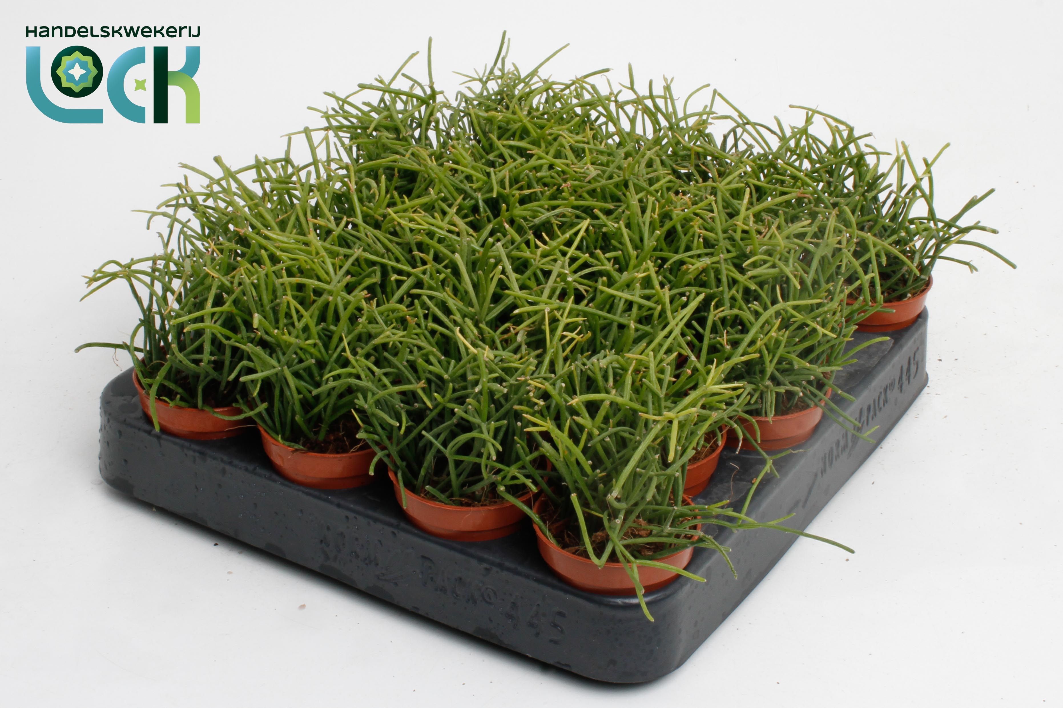 Rhipsalis Baccifera Oasis, D 5,5